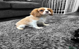 Cavalier King Charles Spaniel dogs for sale: 💫 DNA CLEAR CAVALIER KING CHARLES PUPPIES 💫  - Image 4