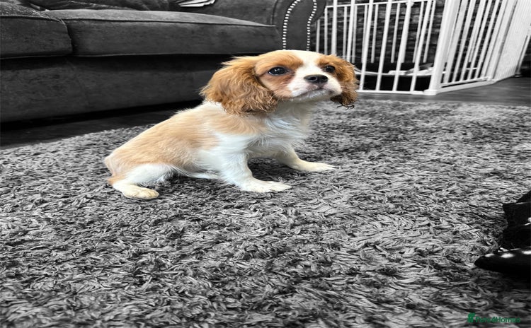 Cavalier King Charles Spaniel dogs - Advert 10