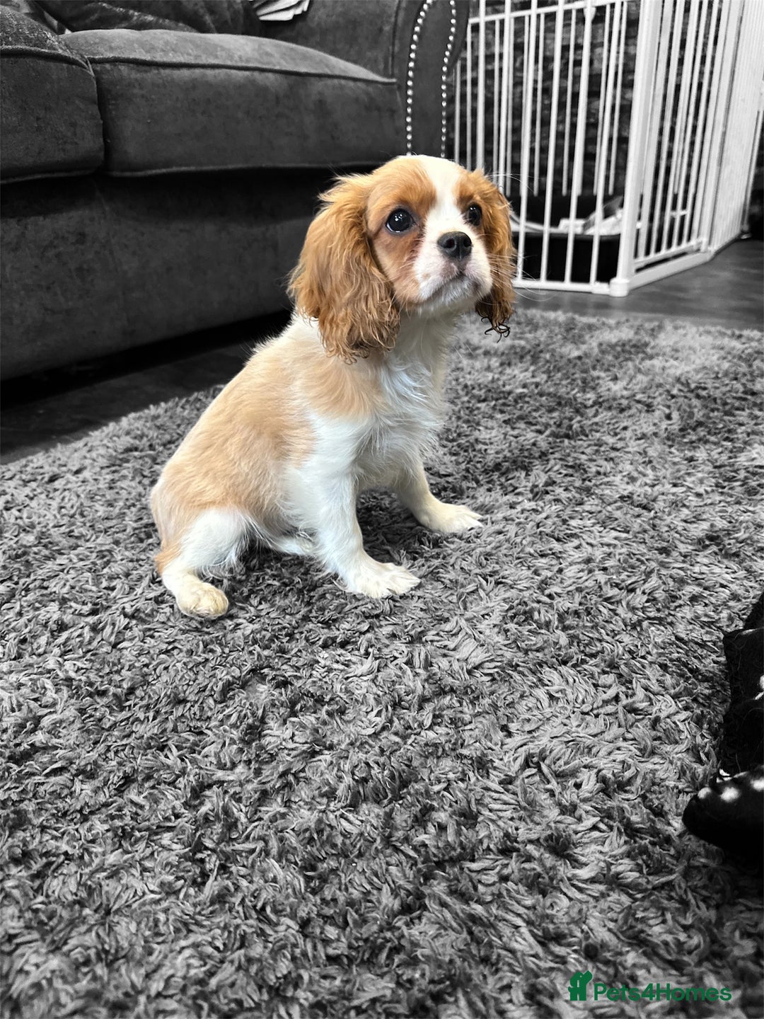 Cavalier King Charles Spaniel dogs for sale: 💫 DNA CLEAR CAVALIER KING CHARLES PUPPIES 💫  - Image 4