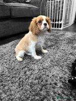 Cavalier King Charles Spaniel dogs - Advert 3