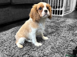 Cavalier King Charles Spaniel dogs - Advert 2