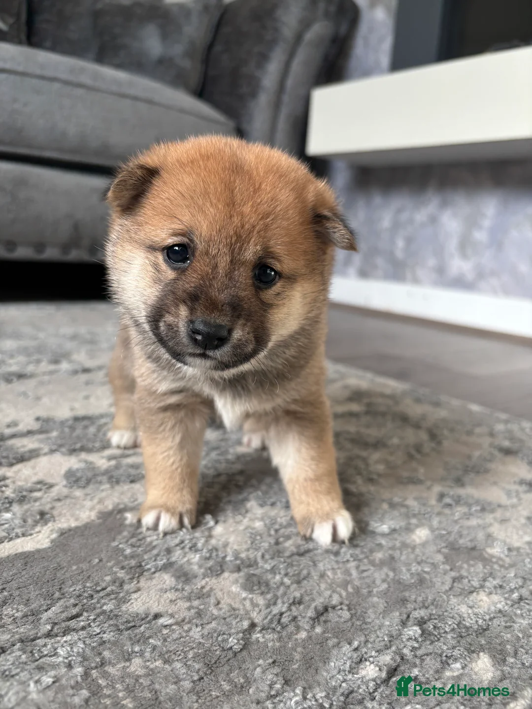 Japanese Shiba Inu dogs for sale: Japanese Shiba Inu  - Advert 2
