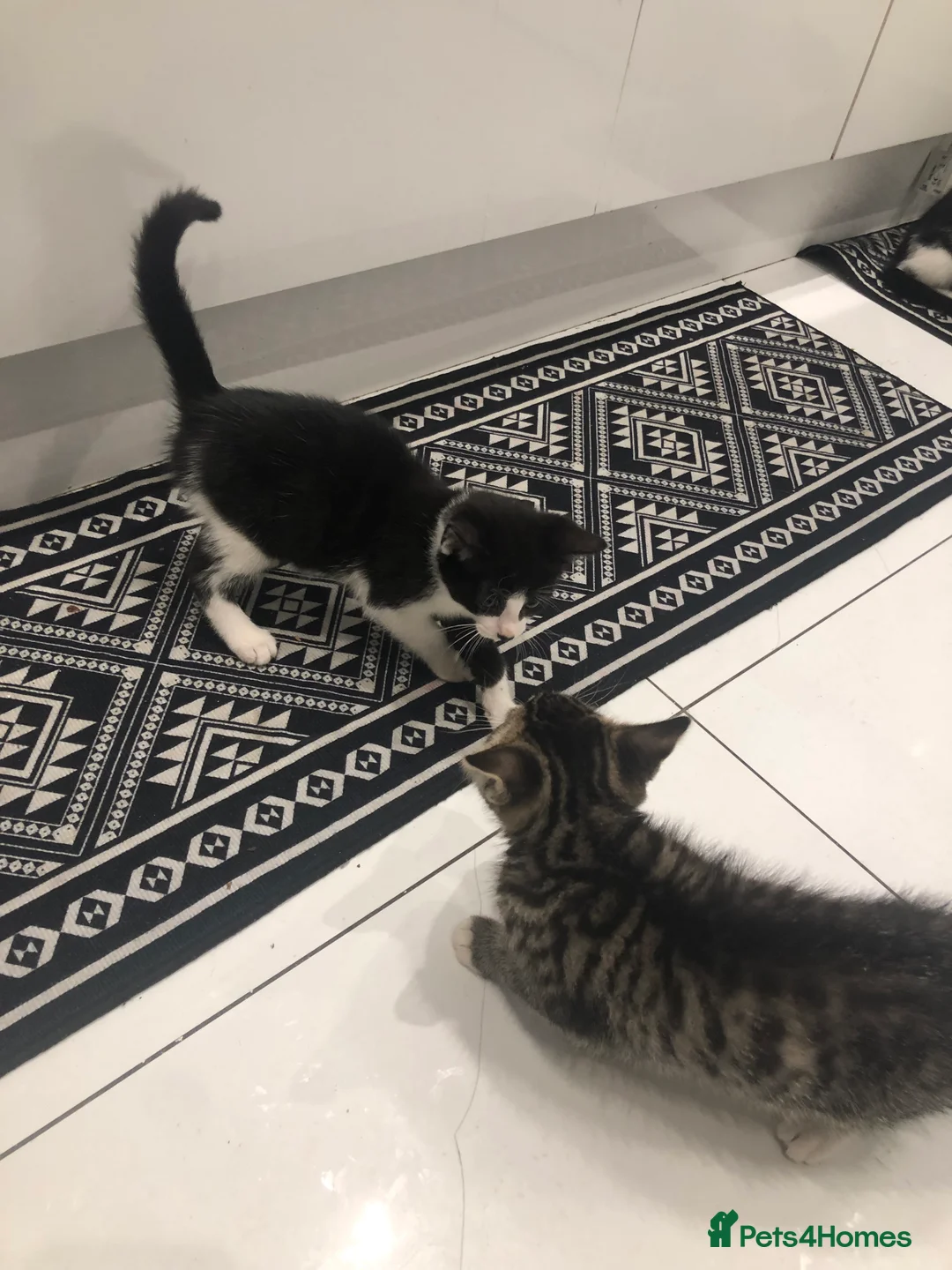 Mixed Breed cats for sale: 3 Lovely Kittens Ready Now  - Advert 9