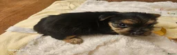 Yorkshire Terrier dogs for sale: My Luna have 4 puppies on 16 may   in Boston - Advert 19