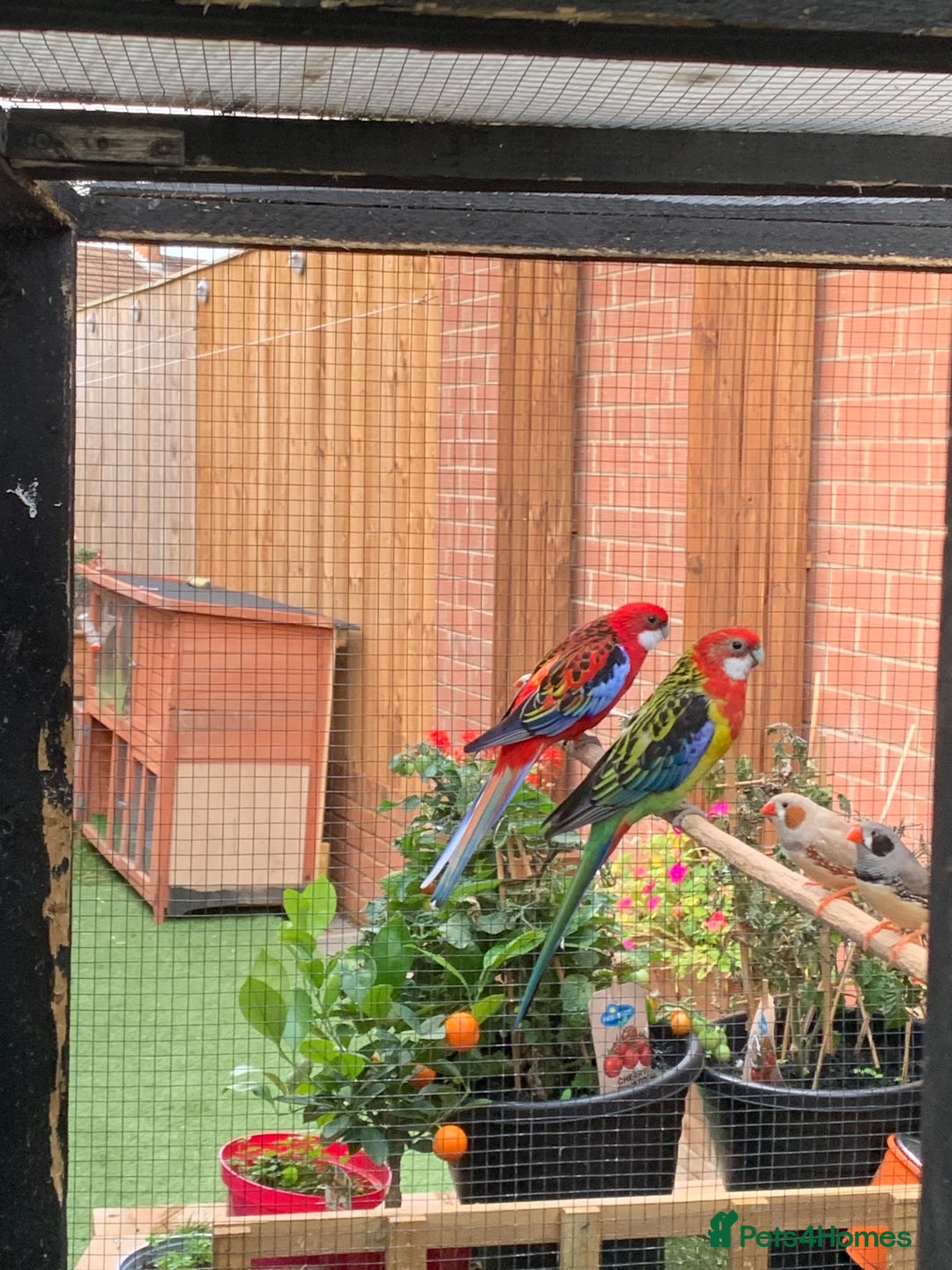 Parakeets birds for sale: Rosellas breeding pair  - Image 4