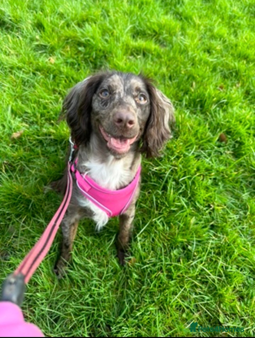 Cocker Spaniel dogs for sale: Female merle cocker spaniel  - Advert 4