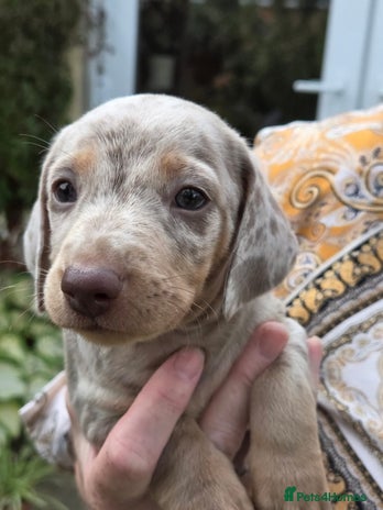 Miniature Dachshund dogs - Advert 7