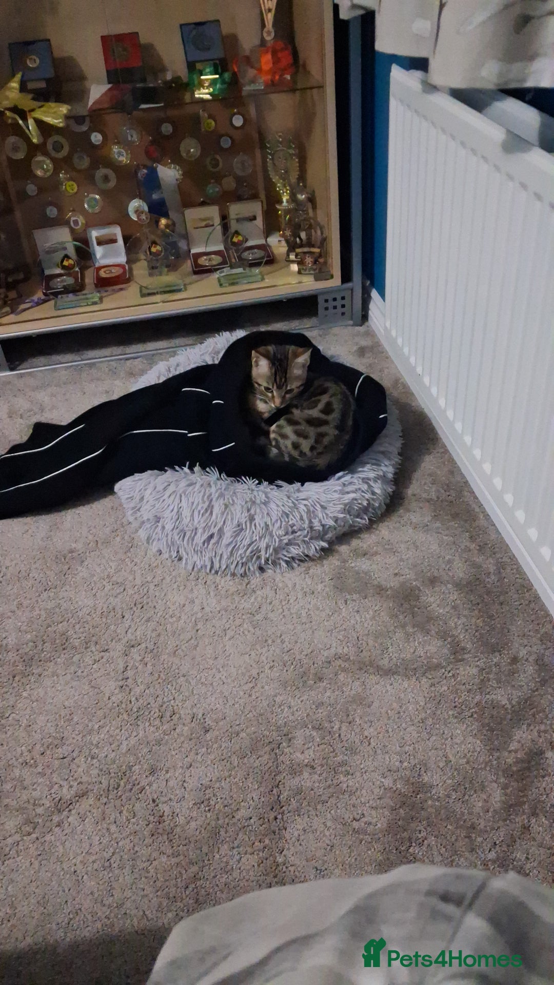 Bengal cats for sale: Frankie. Bengal X Moggy - Image 5