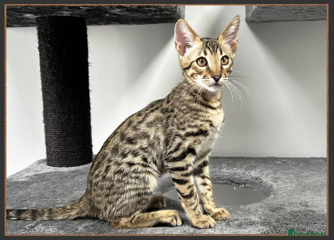 Savannah cats for sale: Ready to go F5 SBT Savannah kittens in Bingley - Image 3