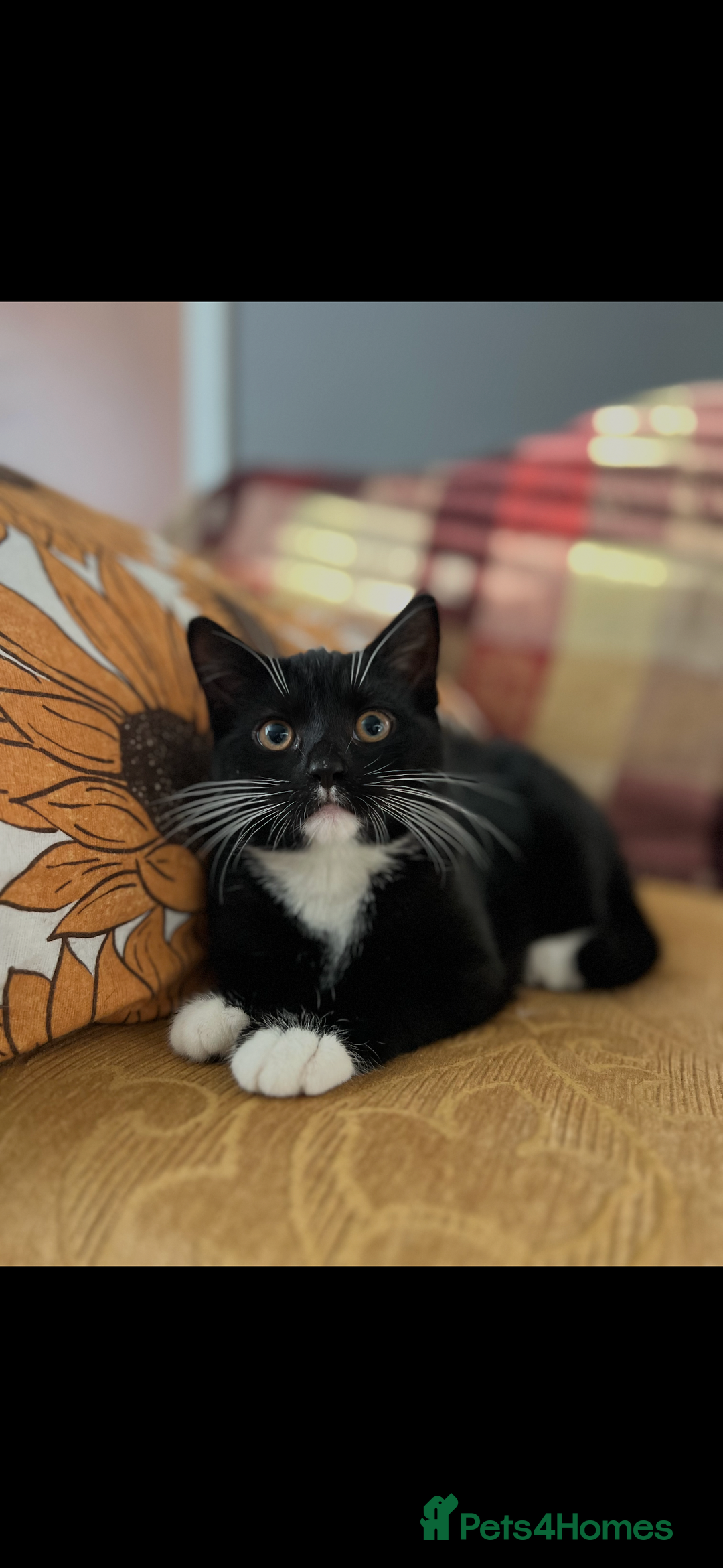 Domestic Shorthair cats for sale: Beautiful kittens - Advert 2