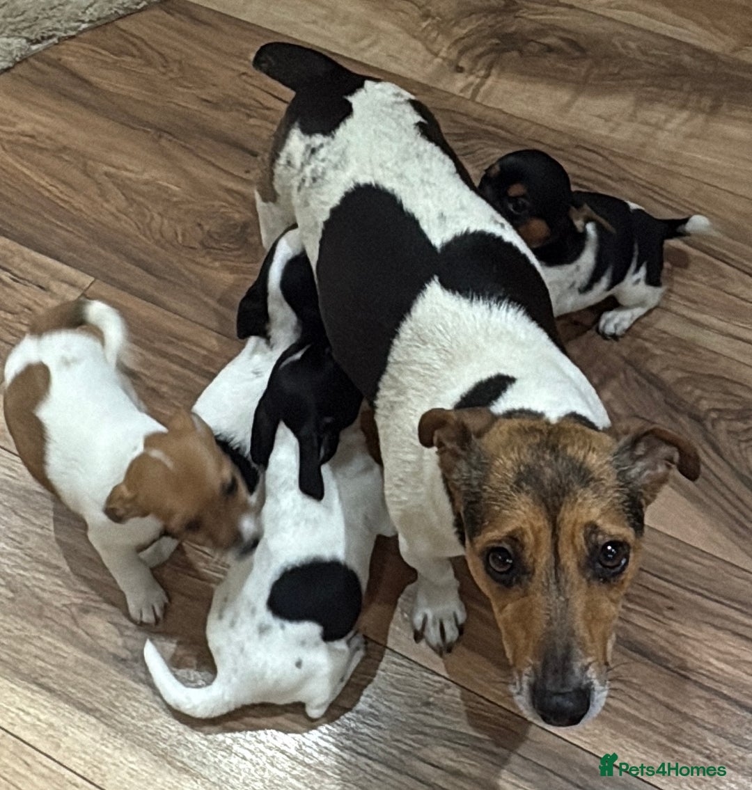 Jack Russell dogs for sale: Jack Russell - Advert 1