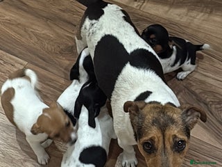 Jack Russell dogs Jack Russell - Advert 1