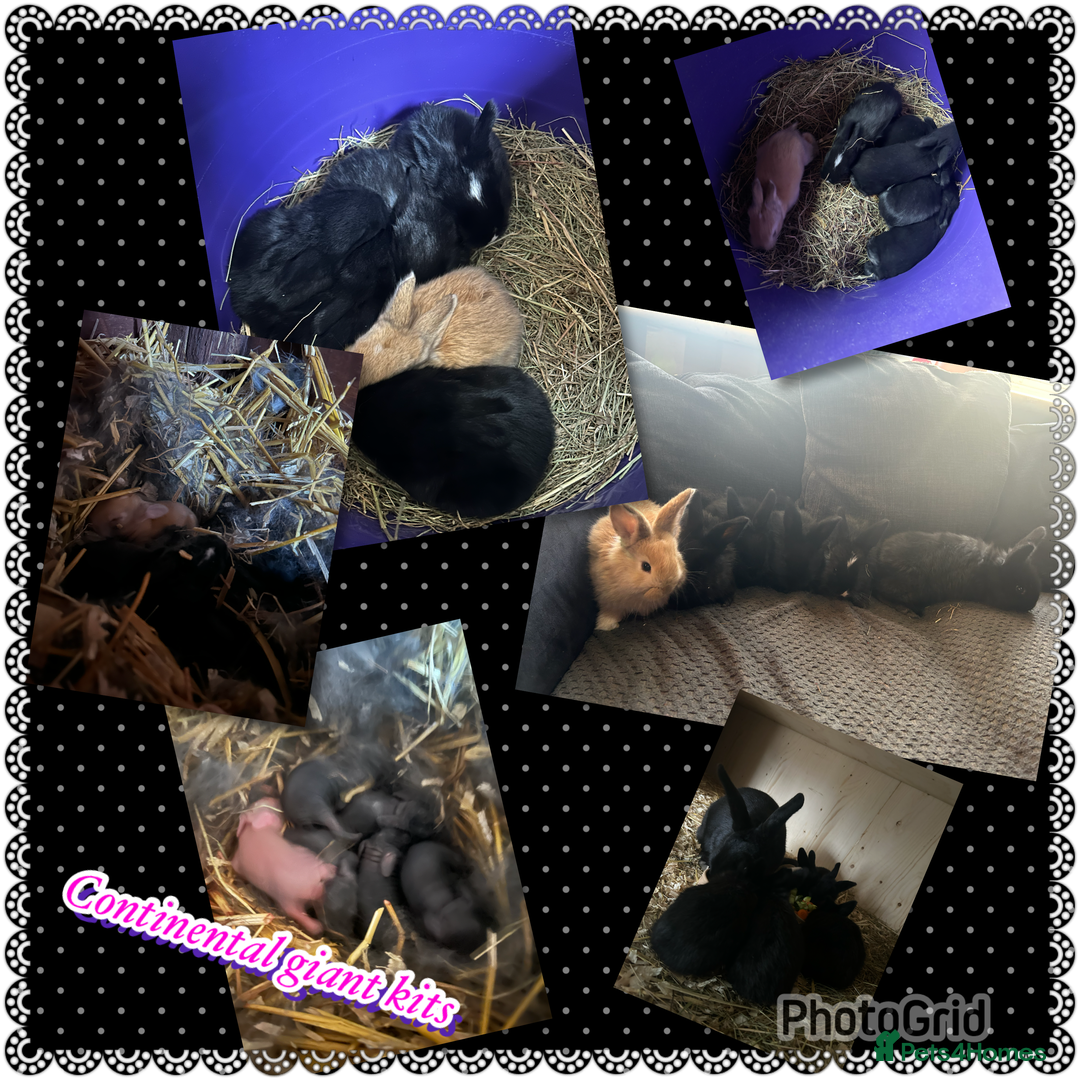 Continental Giant rabbits for sale: Baby continental giant to reserve  - Advert 7