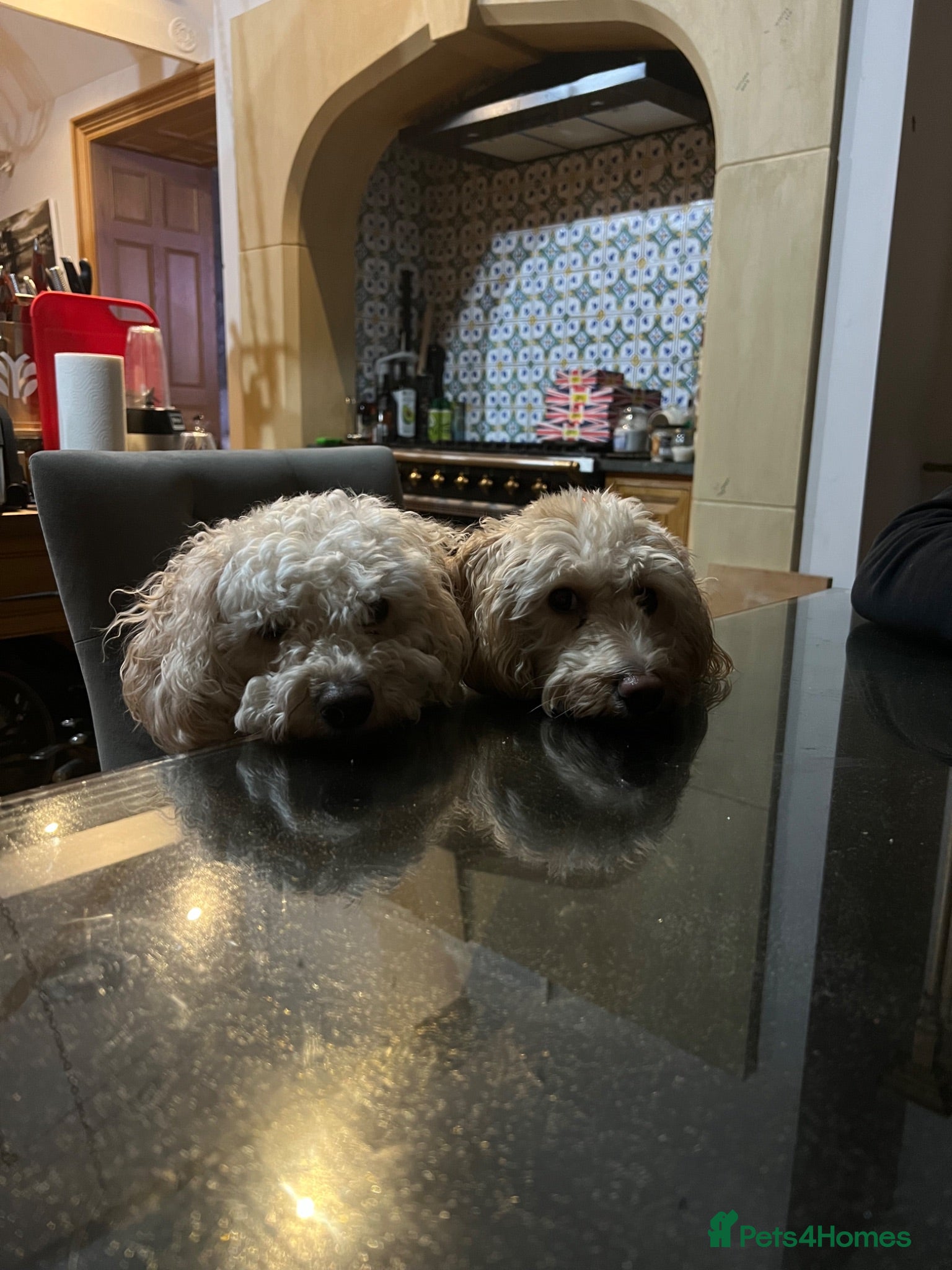 Cavapoo dogs Two sister cavapoos looking for forever home - Advert 4