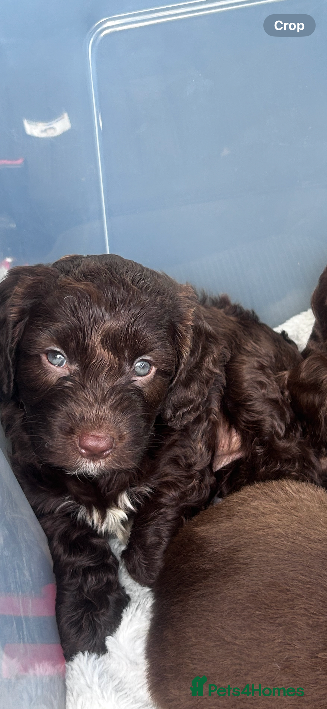 Cockapoo dogs for sale: beautiful toy cockapoo - Image 4