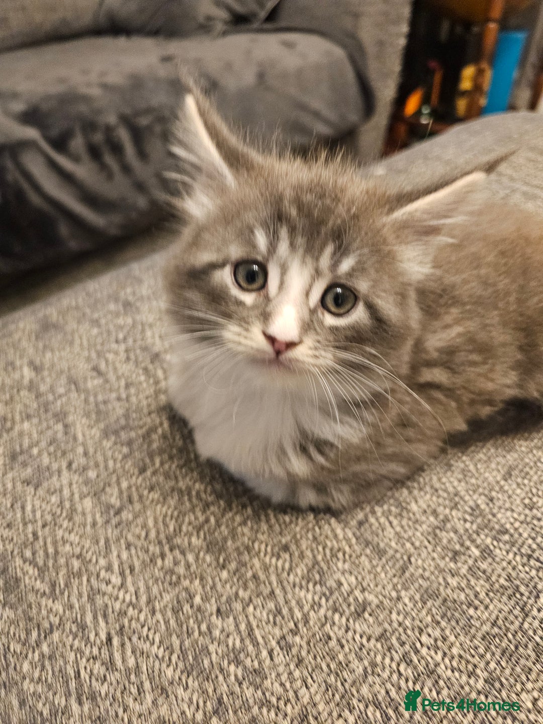 Maine Coon cats for sale: 4 beautiful maine coon kitten  - Image 2