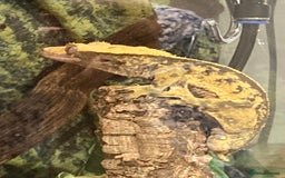 Gecko reptiles for sale: Crested Gecko and set up - Image 4