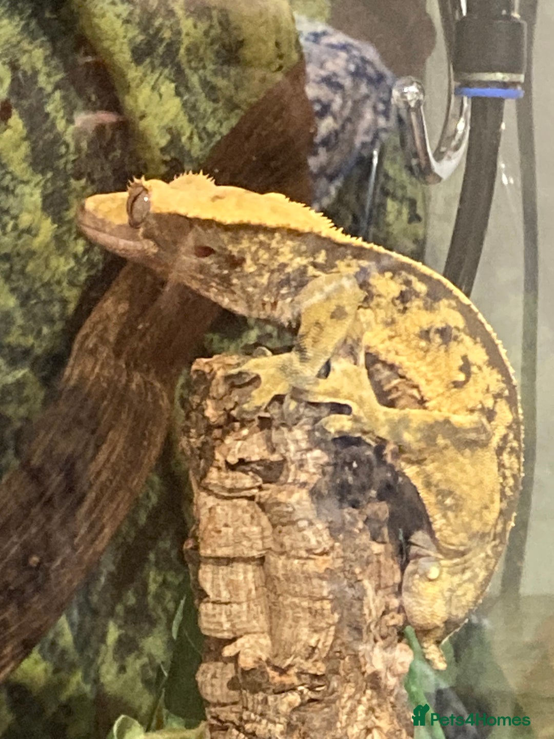 Gecko reptiles for sale: Crested Gecko and set up - Image 4