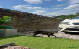 Russian Blue cats for sale: 4yr old Russian Blue male cat - Image 3