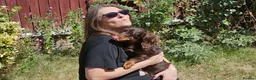 Miniature Dachshund dogs for sale: KC REGISTERED BOY AVAILABLE PET HOME ONLY - Advert 10