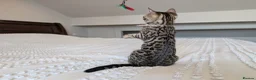 Bengal cats for sale: 🖤🩶🤍 BEAUTIFUL BENGAL KITTENS 🤍🩶🖤 - Advert 9