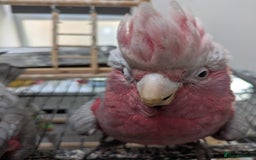 Cockatoo birds for sale: Galah cockatoos boy&girl available silly tamed - Image 8