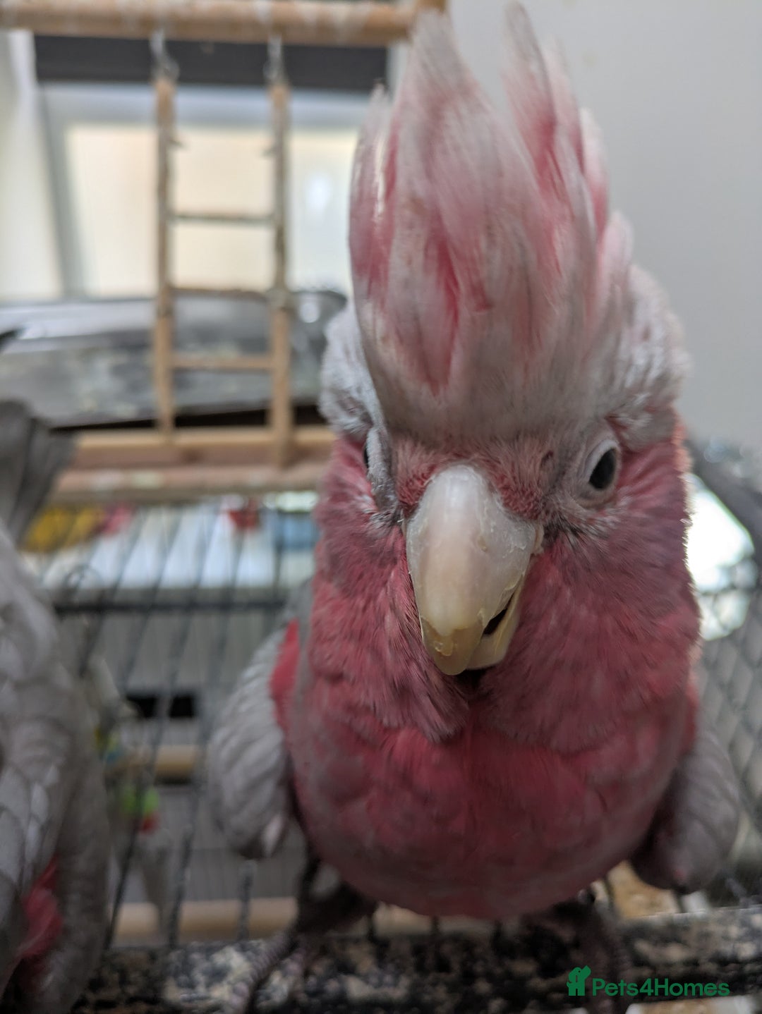 Cockatoo birds for sale: Galah cockatoos boy&girl available silly tamed - Image 8