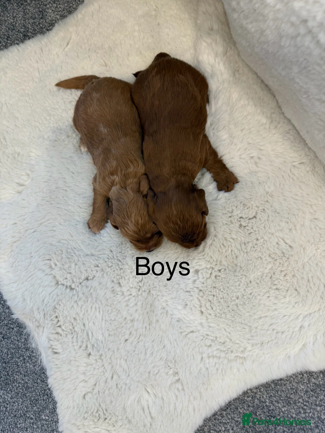 Cockapoo dogs for sale: F1 stunning cockerpoo puppies - Advert 23