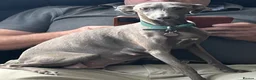 Italian Greyhound dogs for sale: Grey italian greyhound puppies - Advert 19