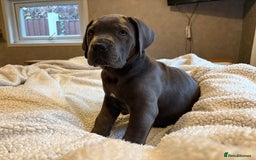 Boerboel dogs for sale: EXCEPTIONAL NABBR REGISTERED PUPPIES!  - Image 16
