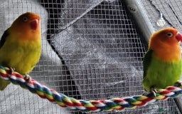 Lovebirds birds for sale: Various colours of love birds for sale - Image 6