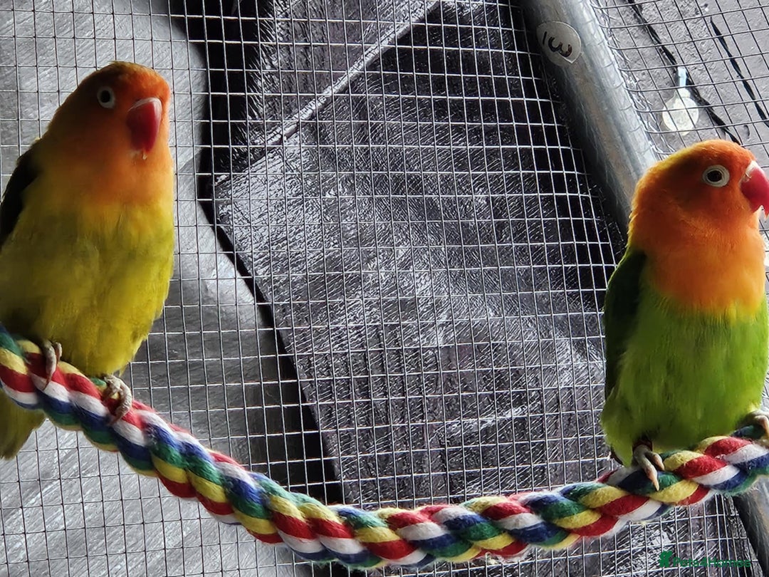 Lovebirds birds for sale: Various colours of love birds for sale - Image 6
