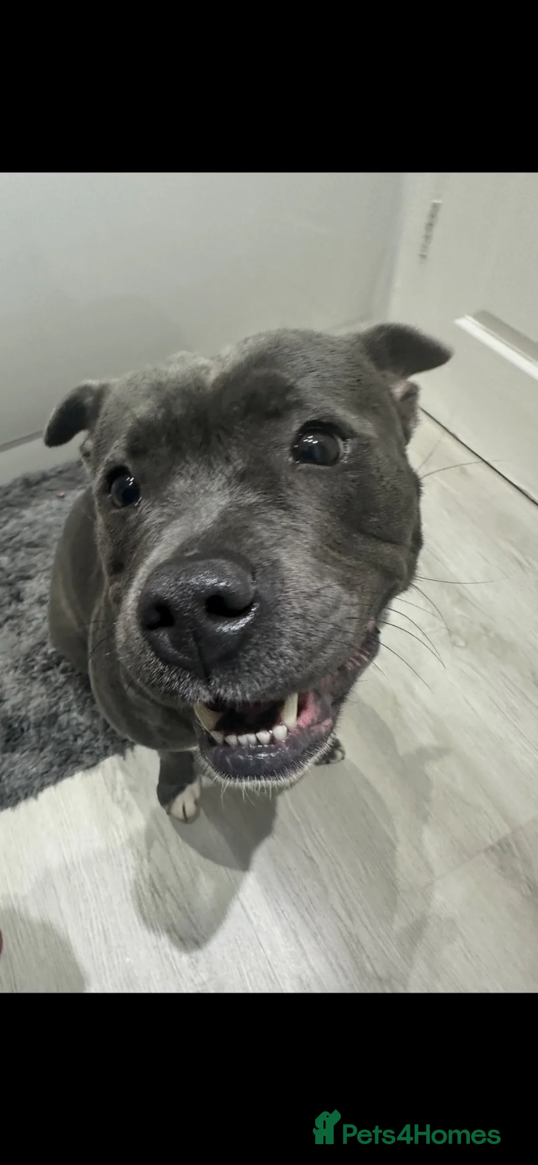 Staffordshire Bull Terrier dogs for sale: Female Staffordshire bull terrier  - Advert 2