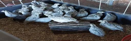 Quail poultry for sale: Bobwhite Snowflake quail in Bournemouth - Advert 1