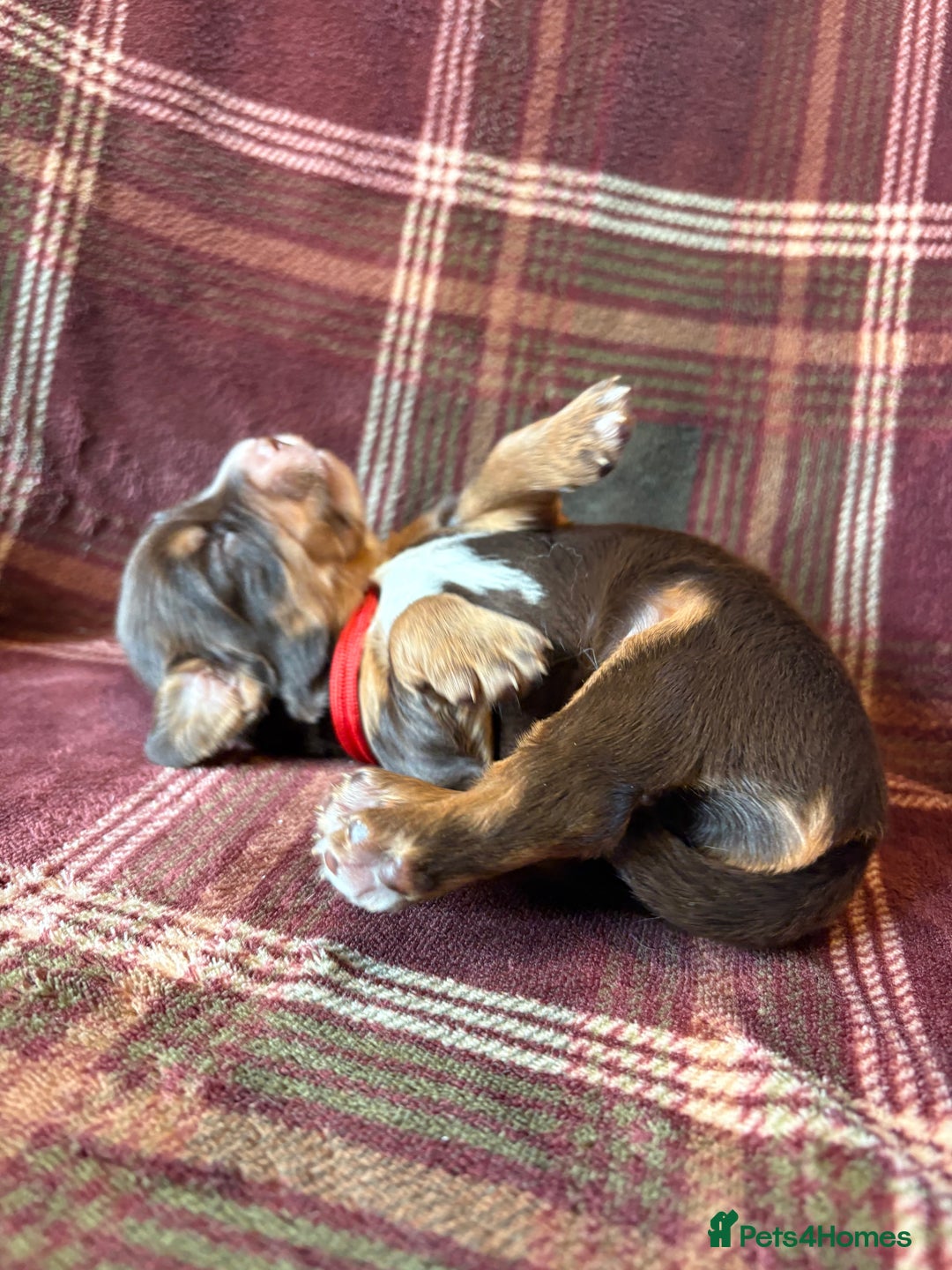 Mixed Breed dogs for sale: Beautiful Cocker X Puppies  - Advert 21