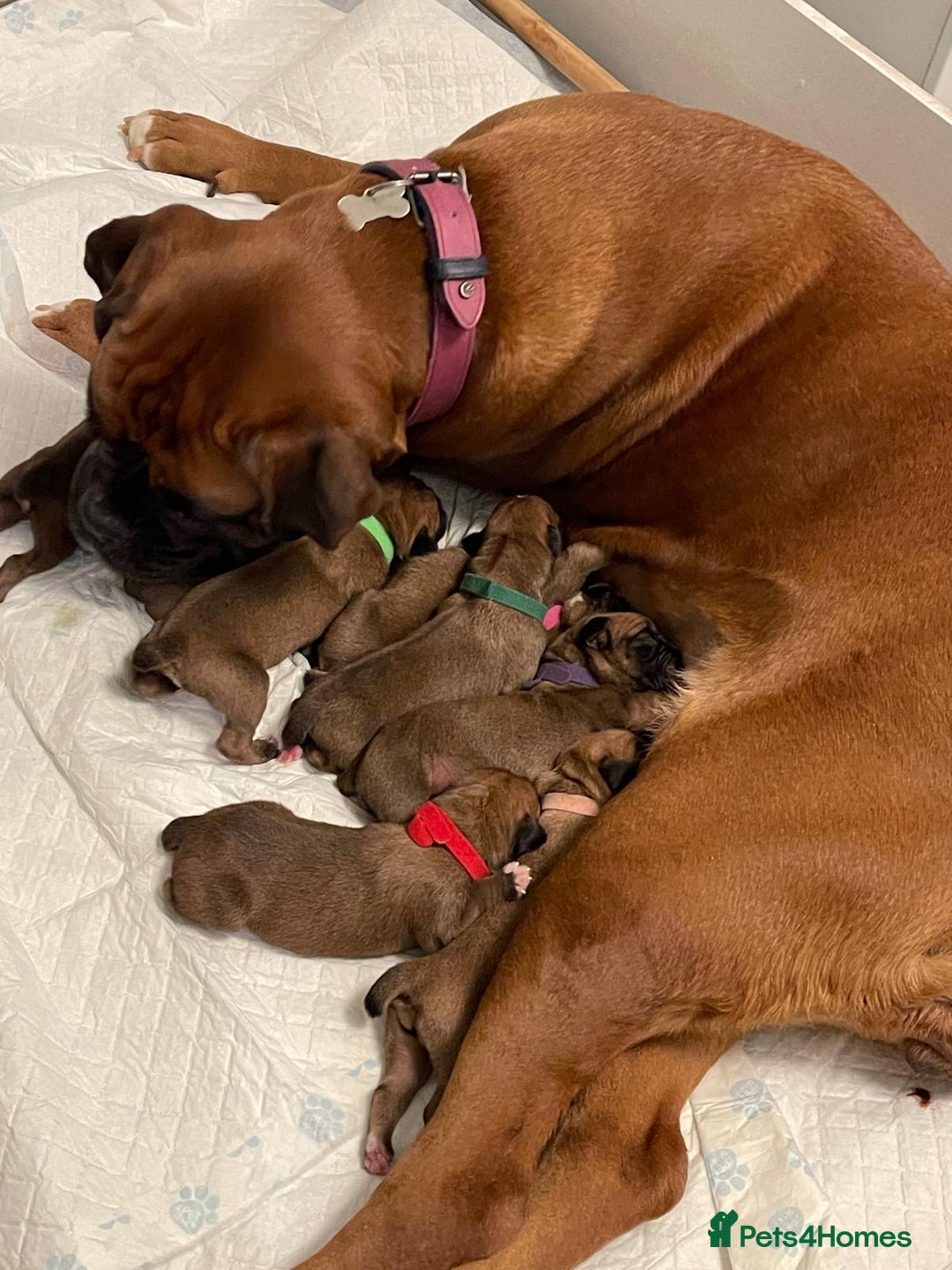 Boxer dogs for sale: Stunning KC registered bobtailed Boxer puppies - Advert 3