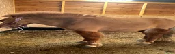 Shetland pony horses for sale: Shetland pony mare in Sevenoaks - Advert 4