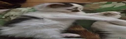Mixed Breed cats for sale: Playful Cute fluffy kitten ready for a new home - Advert 8