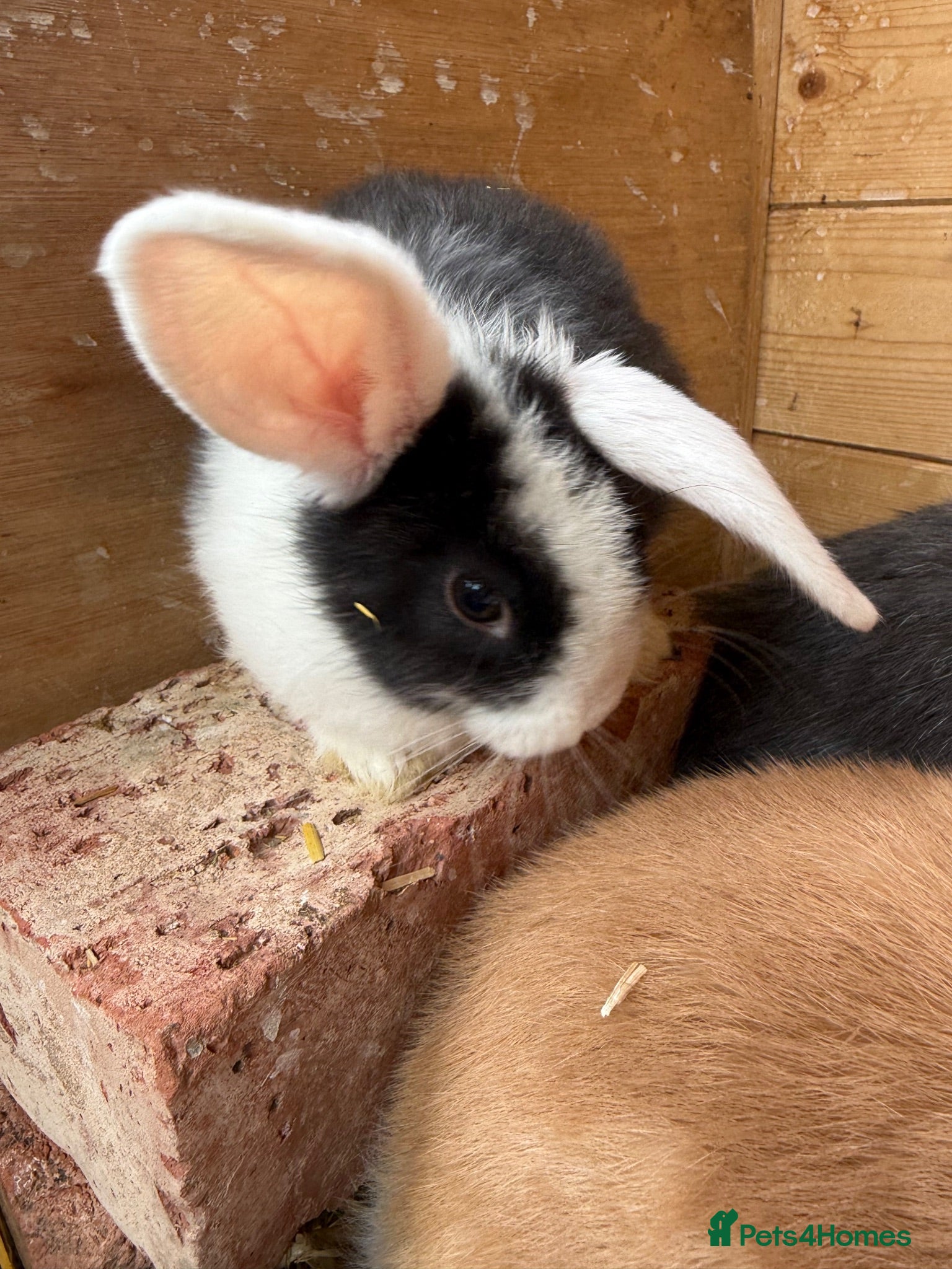Mini Lion Lop rabbits Baby Rabbits for sale  - Advert 1
