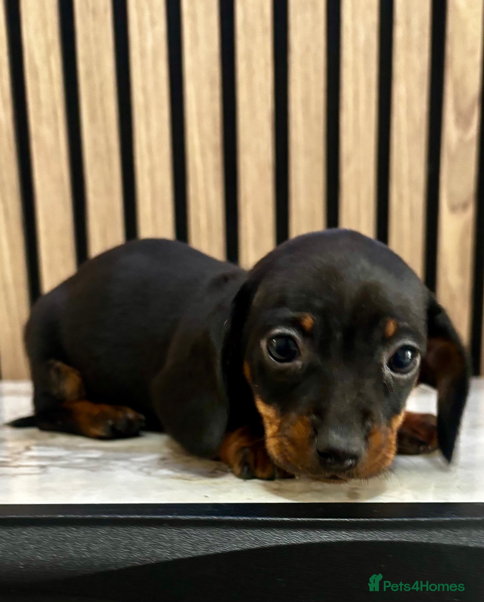 Miniature Dachshund dogs 2x Miniature Dachshund girl Puppies 🐾🐾 - Advert 10