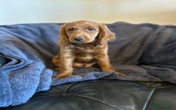 Cockapoo dogs for sale: 5 Gorgeous F2 Cockapoo Puppies Remaining!! 🐶 - Image 13