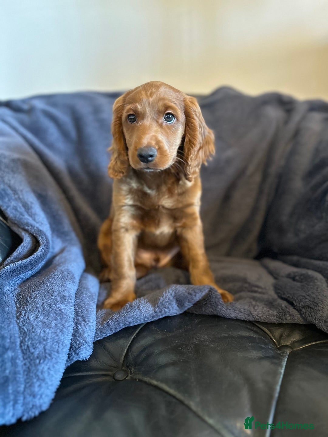 Cockapoo dogs for sale: 5 Gorgeous F2 Cockapoo Puppies Remaining!! 🐶 - Image 13