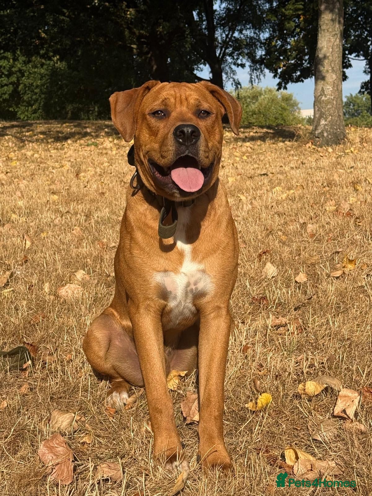 Mixed Breed dogs Experienced Home Needed❤️ - Advert 1