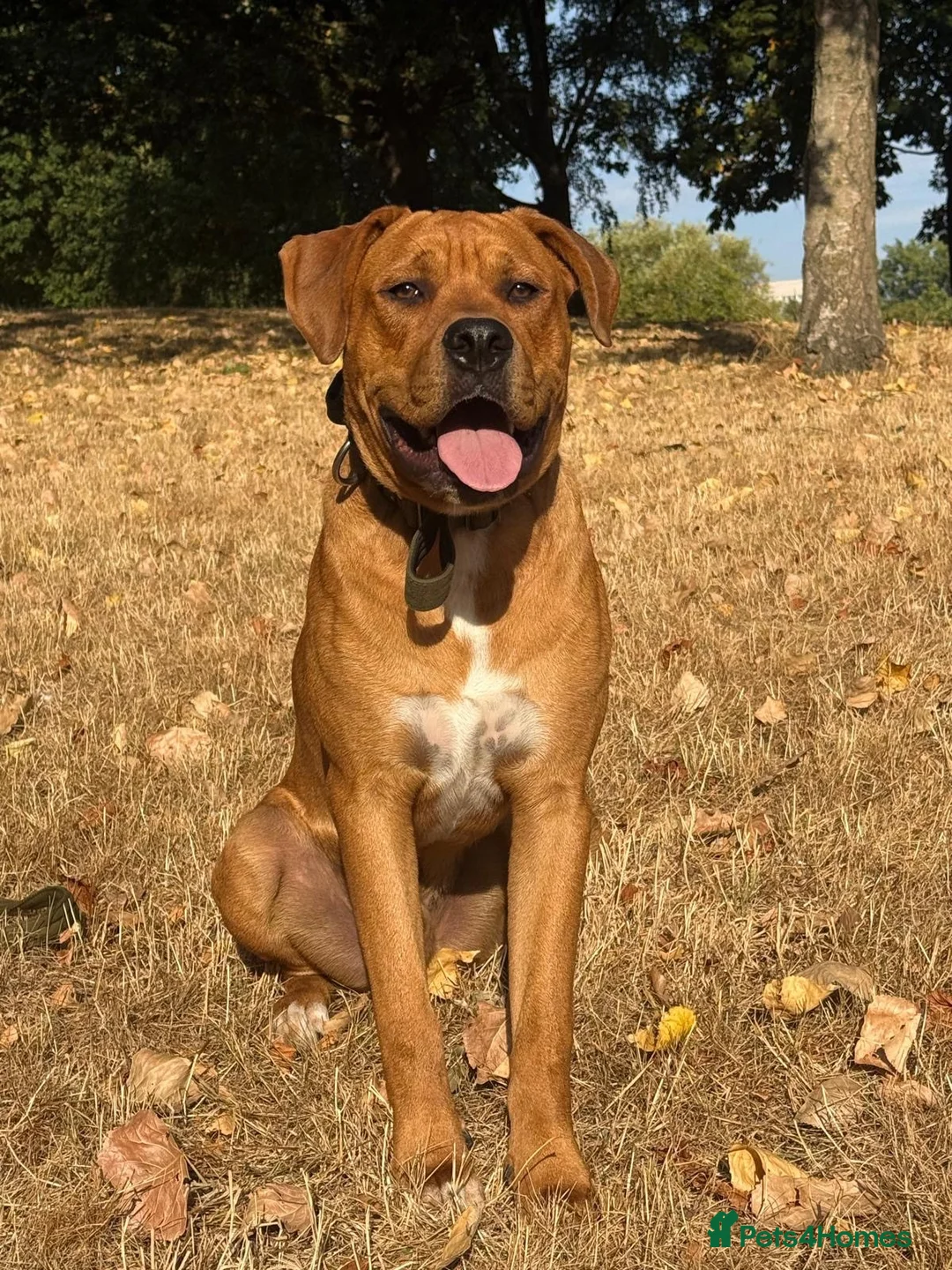 Mixed Breed dogs for sale: Experienced Home Needed❤️ - Advert 1