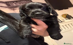 Mixed Breed dogs for sale: Dockers! Beautiful 3 girls left READY NOW  - Advert 3