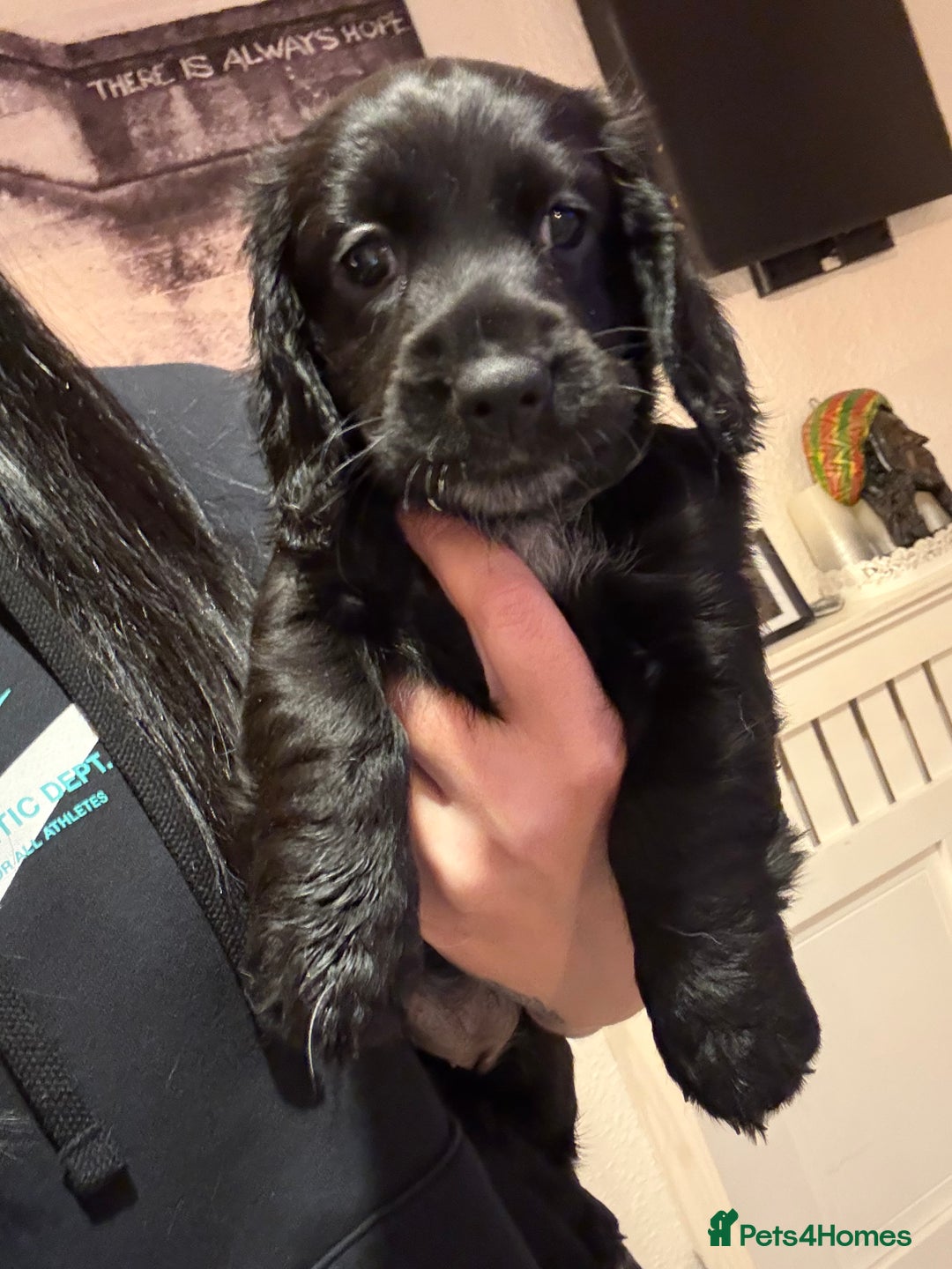 Mixed Breed dogs for sale: Dockers! Beautiful 3 girls left READY NOW  - Advert 3