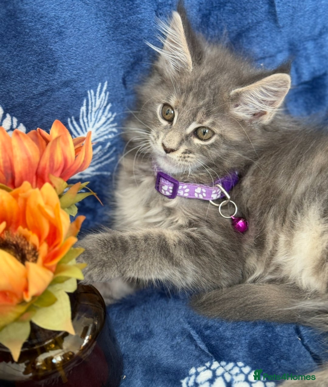 Maine Coon cats for sale: Pedigree MainCoon Kittens  - Image 29