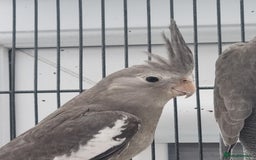 Cockatiels birds for sale: Baby male cockatiels for sale - Image 7