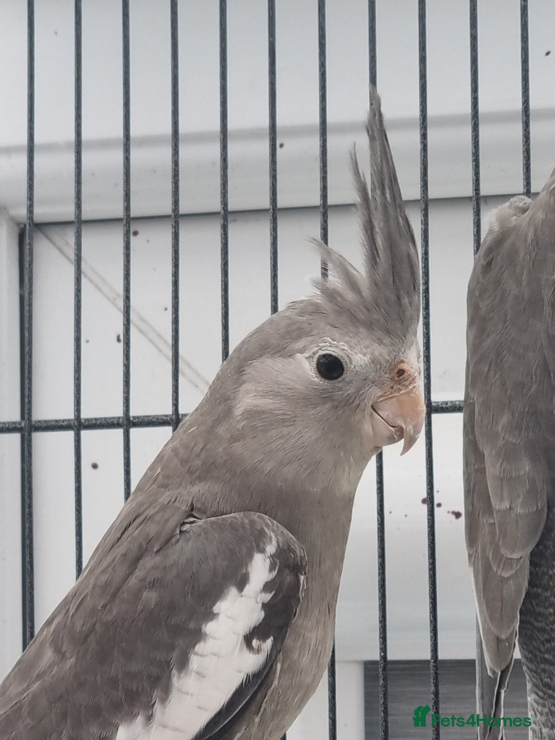 Cockatiels birds for sale: Baby male cockatiels for sale - Image 7