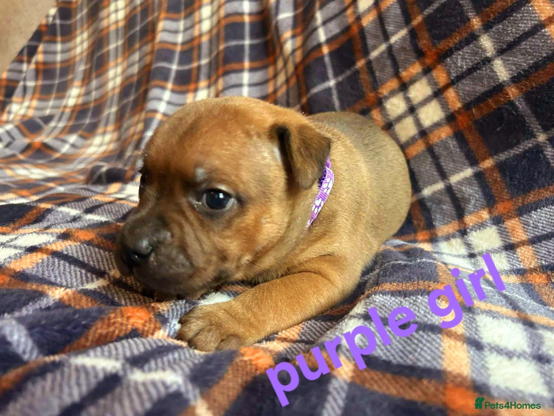 Staffordshire Bull Terrier dogs for sale: Red little one ❤️ - Image 16